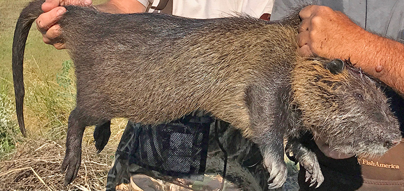 Adult Nutria