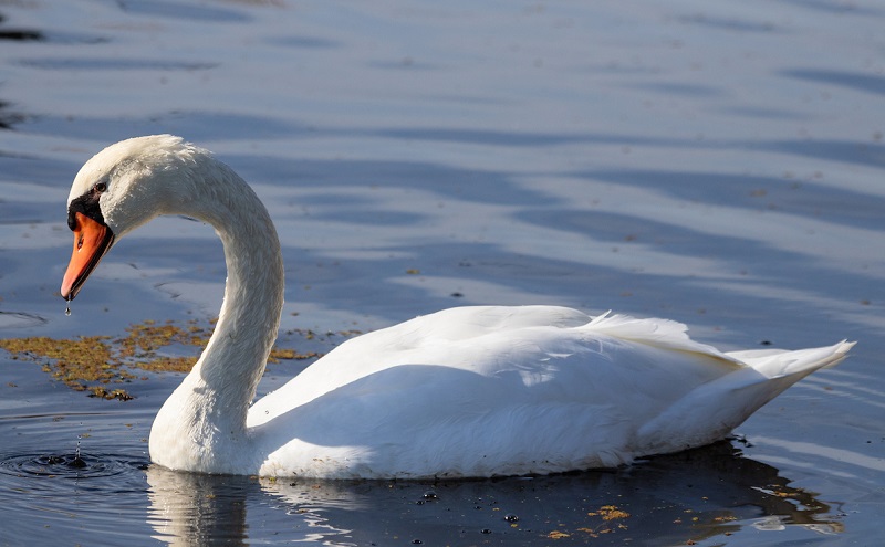 Mute Swan