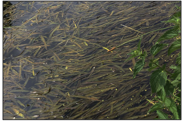 Ribbonweed
