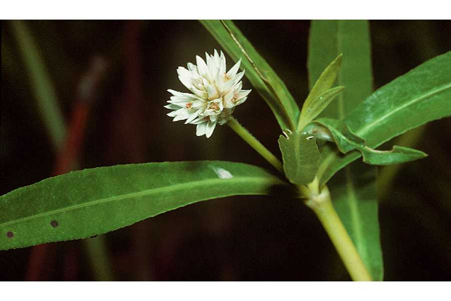 Alligator weed